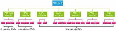 The Roles and Pharmacological Effects of FGF21 in Preventing Aging-Associated Metabolic Diseases